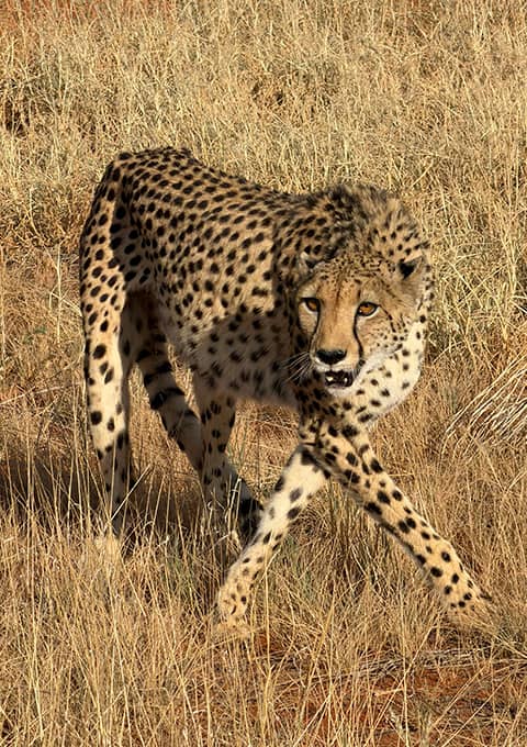 Where the Kalahari Slows You Down