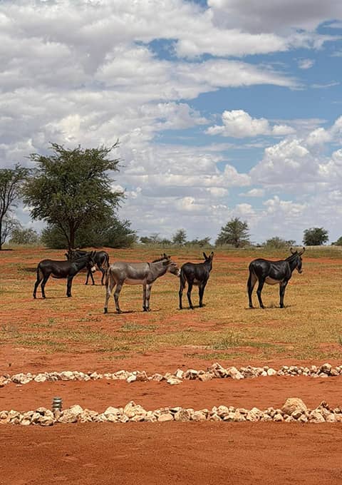 the Kalahari Slows You Down